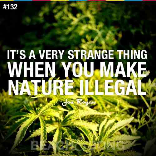 Cannabis Quotes And Sayings Meme Image 08