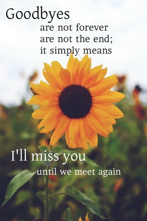 Famous Quotes About Sunflowers Meme Image 06