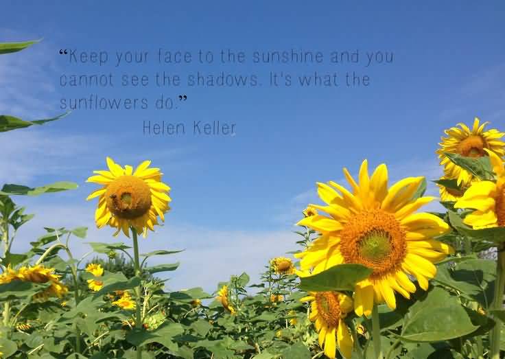 Famous Quotes About Sunflowers Meme Image 10