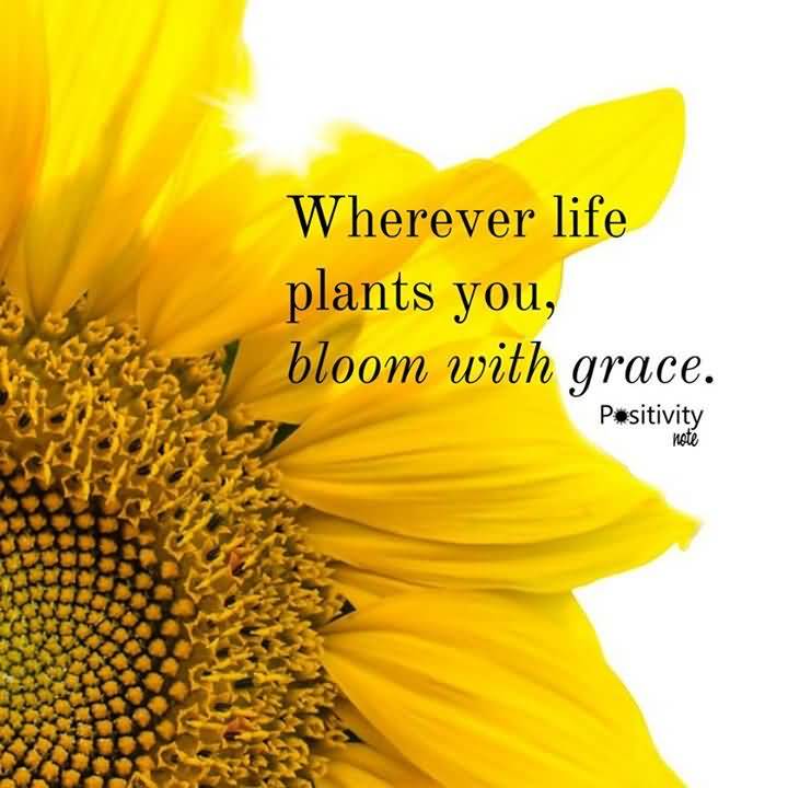 25 Famous Quotes About Sunflowers With Sayings | QuotesBae