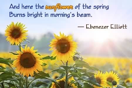 Famous Quotes About Sunflowers Meme Image 15