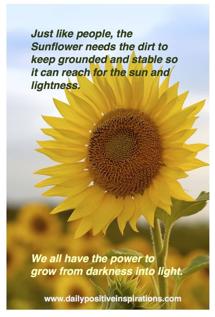 Famous Quotes About Sunflowers Meme Image 16