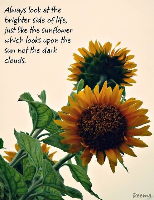 Famous Quotes About Sunflowers Meme Image 17