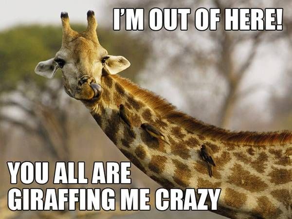 Giraffe Quotes Funny Meme Image 07