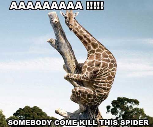 Giraffe Quotes Funny Meme Image 08