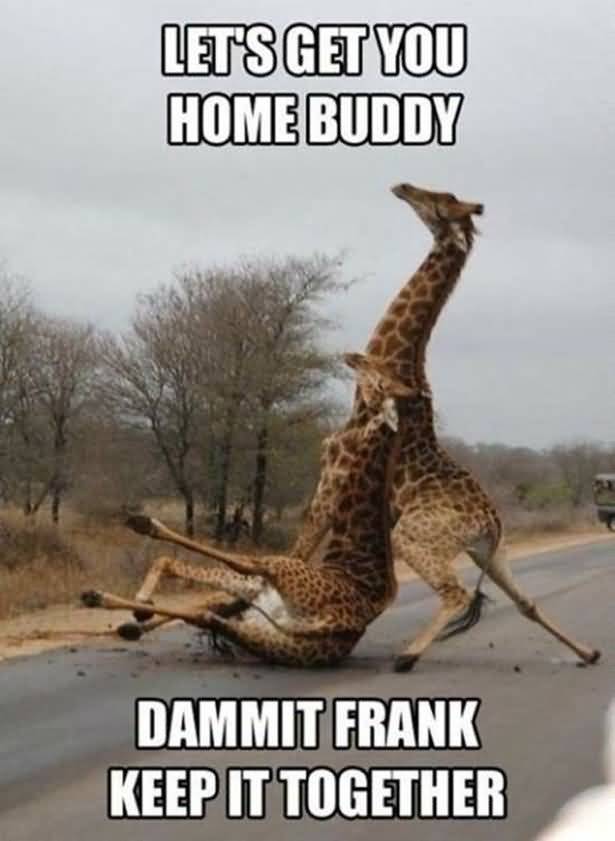 Giraffe Quotes Funny Meme Image 15