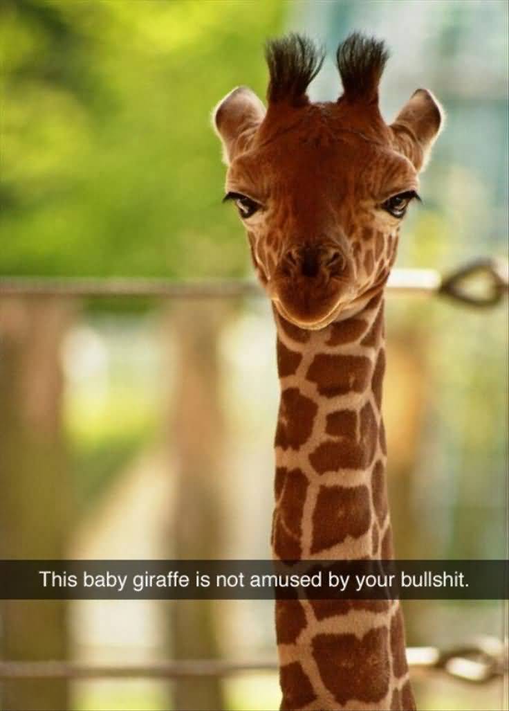 Giraffe Quotes Funny Meme Image 16