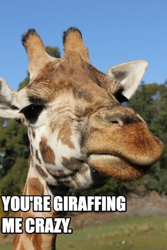 Giraffe Quotes Funny Meme Image 17