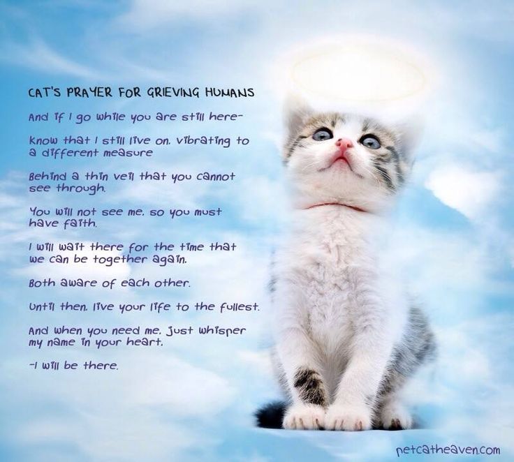 Grieving Pet Loss Quotes Meme Image 11