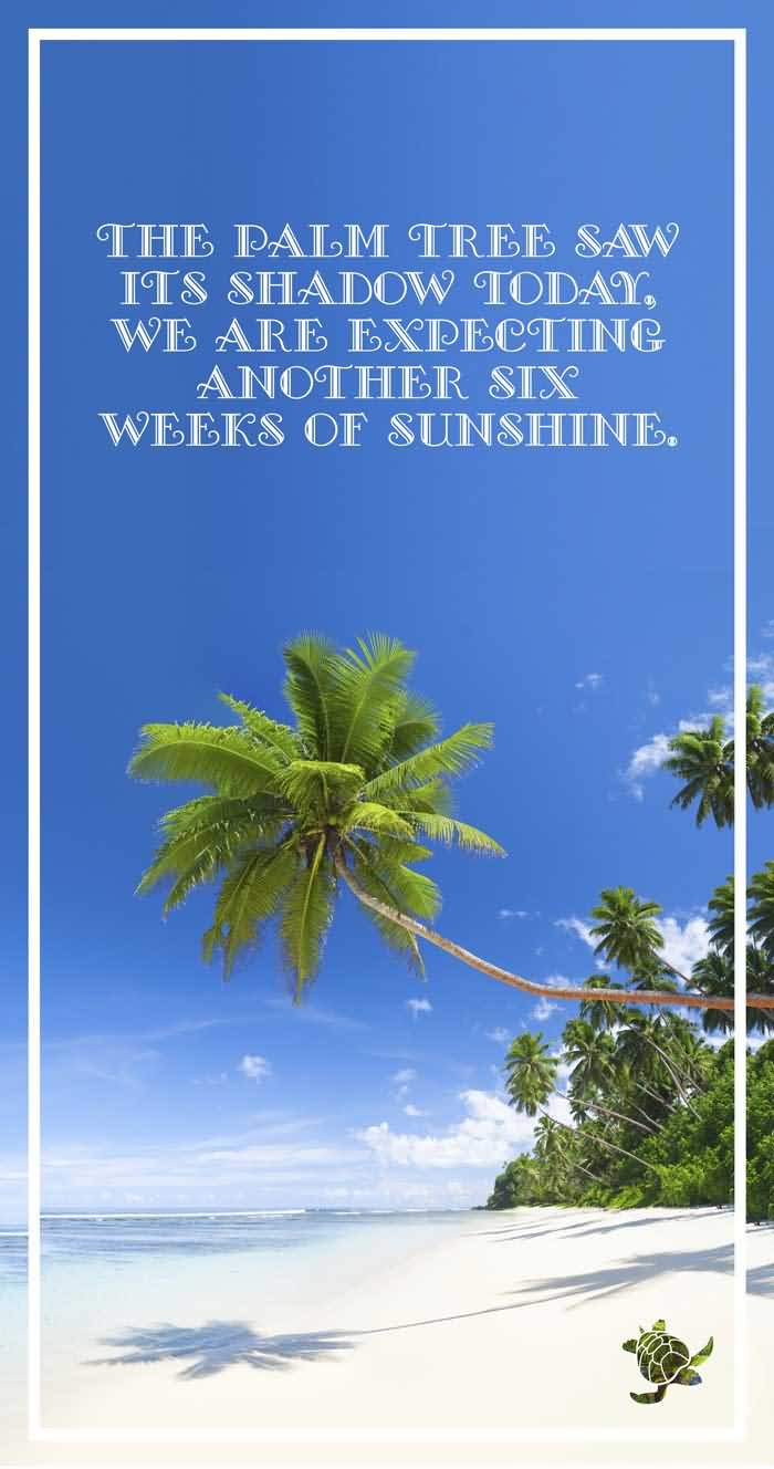 Palm Tree Quotes Meme Image 08