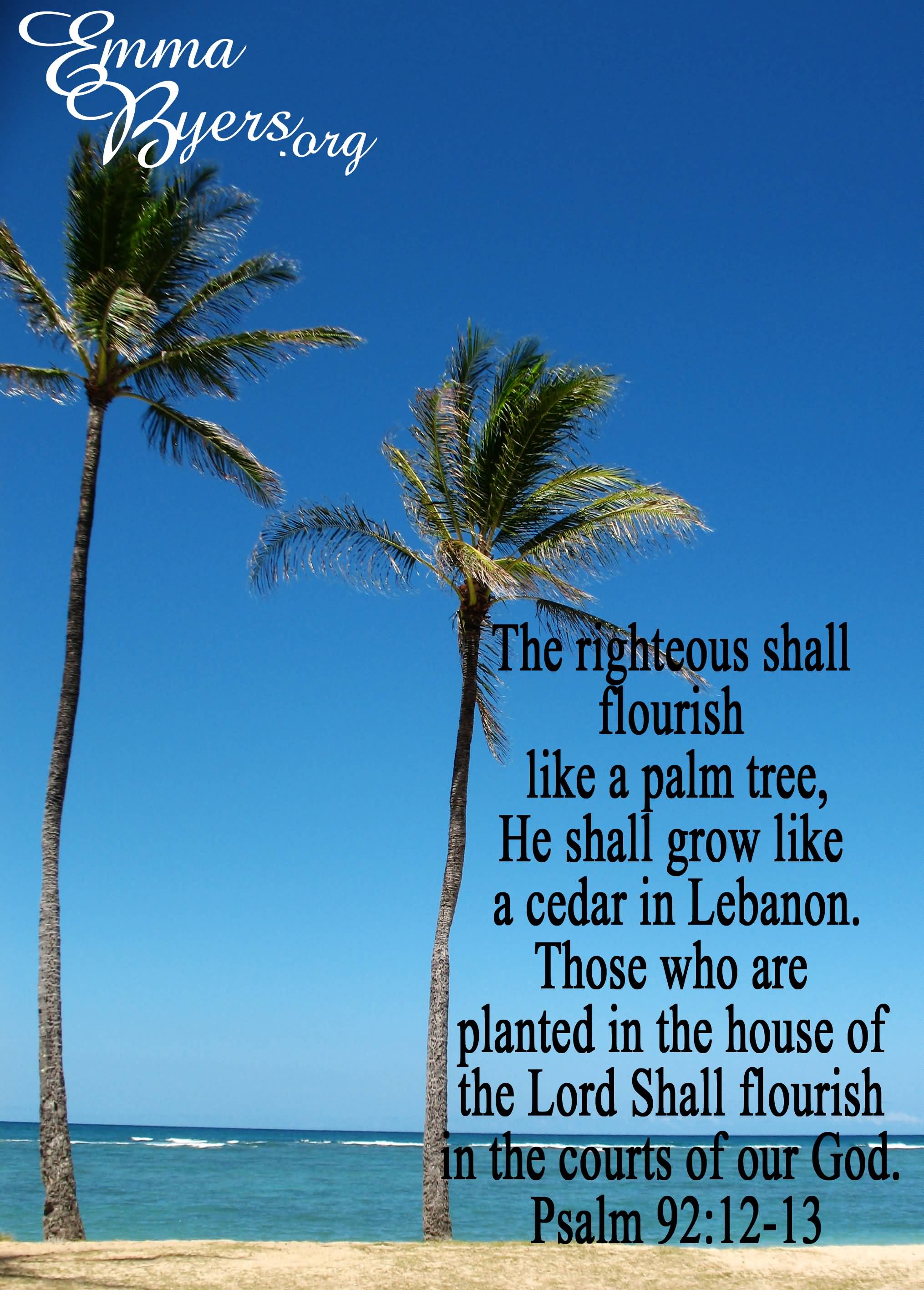 Palm Tree Quotes Meme Image 19