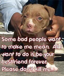 Pitbull Dog Love Quotes Meme Image 02