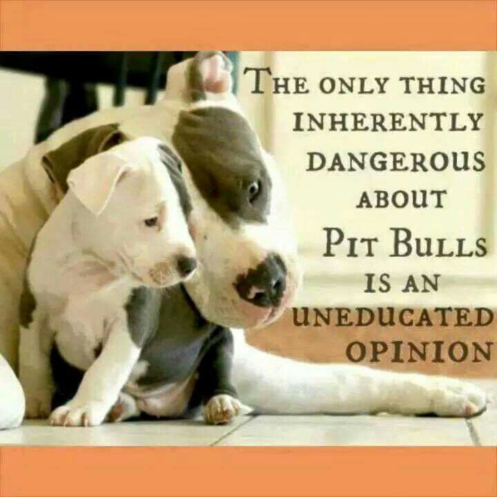 Pitbull Dog Love Quotes Meme Image 09