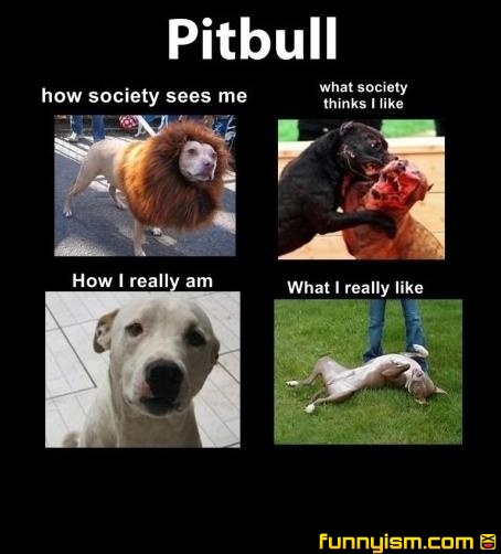Pitbull Dog Love Quotes Meme Image 13
