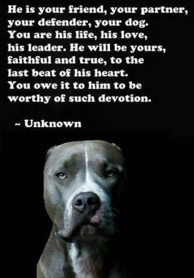 Pitbull Dog Love Quotes Meme Image 14