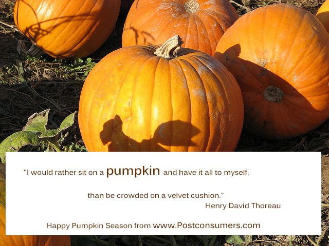 Pumpkin Picking Quotes Meme Image 08