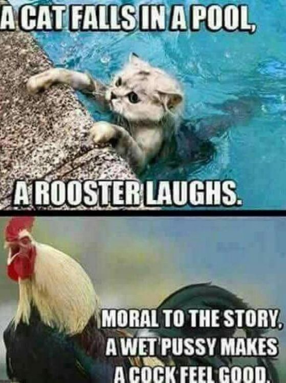 A Cat Falls In A Pool, A Rooster Laughs Moral To The Story A Wet Pussy Makes A Cock Feel Good
