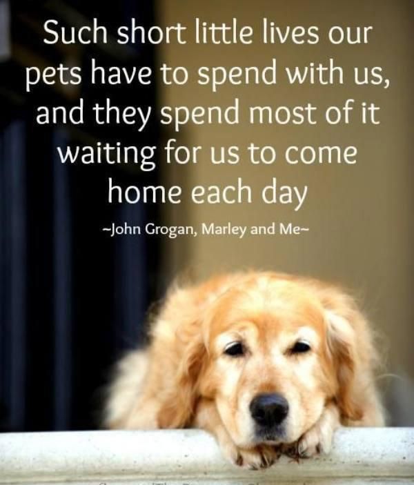 Dog Love Quotes 04