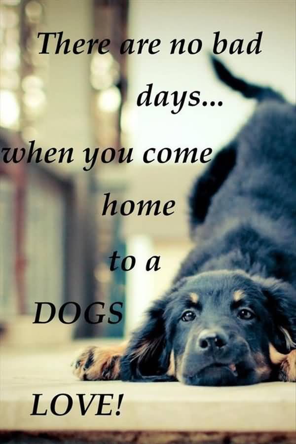 Dog Love Quotes 07