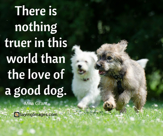 Dog Love Quotes 08