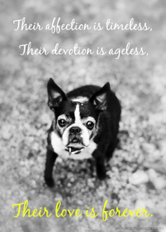 Dog Love Quotes 12
