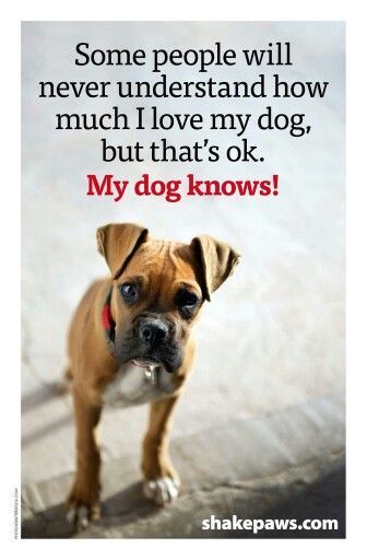 Dog Love Quotes 16