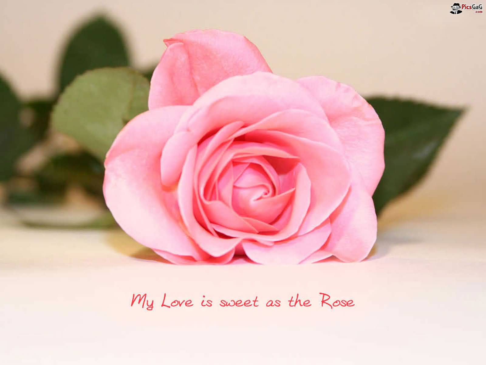 Flower Love Quotes 12