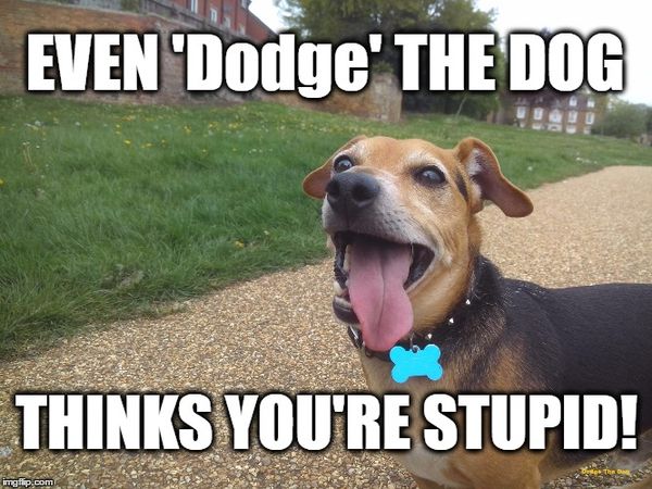 Funny Dodge the Dog Image