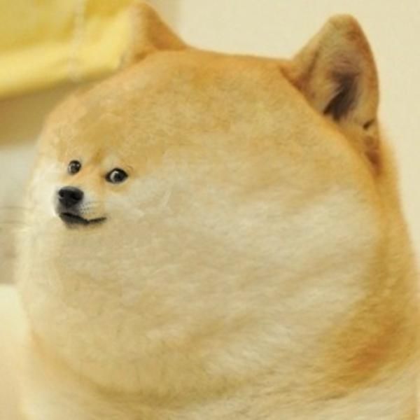 Funny Doge Face Image