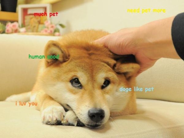 Funny Doge Pictures Jokes