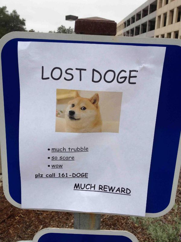Funny Lost Doge Meme Picture