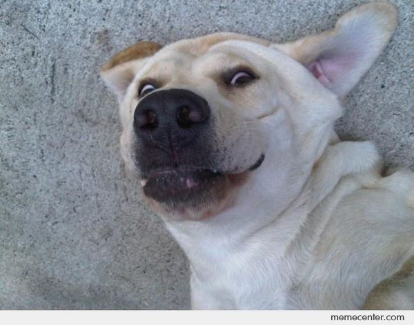 Funny dog face meme picture