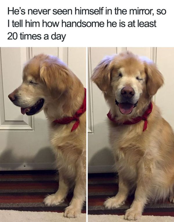 Funny happy dog meme image