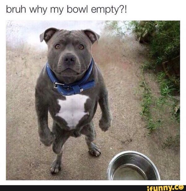 Funny silly dog meme picture