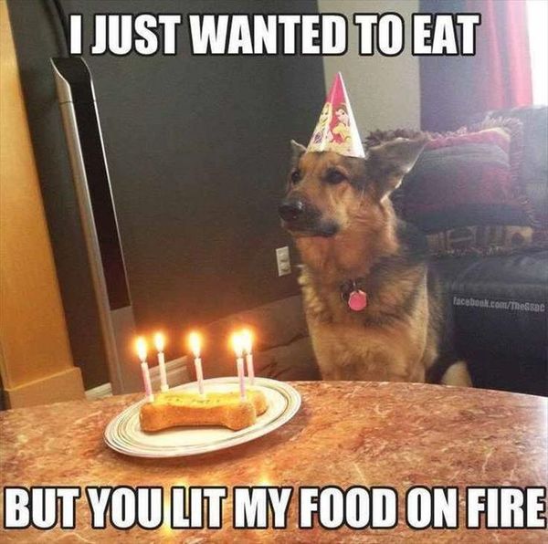 Funny silly dog meme pictures