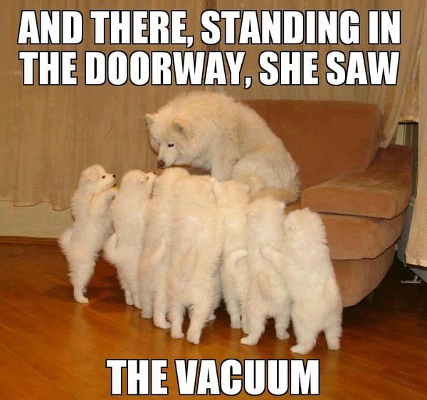 Hilarious funny dog memes joke