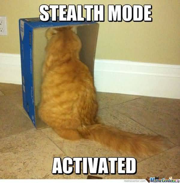 Stupid Cat Meme Images