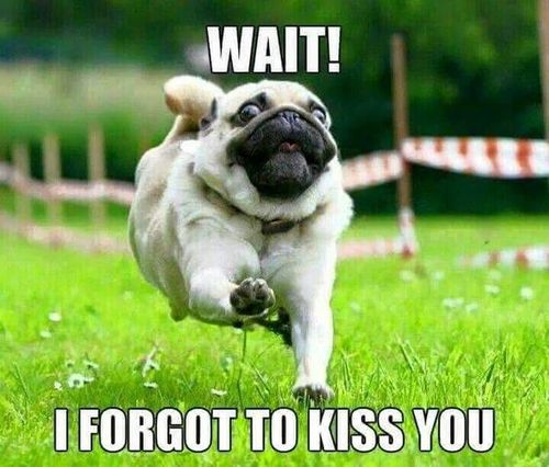 Wait! I Forget To Kiss You