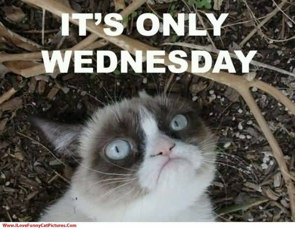 wednesday cat meme images