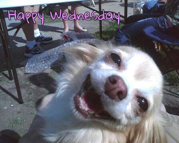 wonderful wednesday animal meme funny | QuotesBae