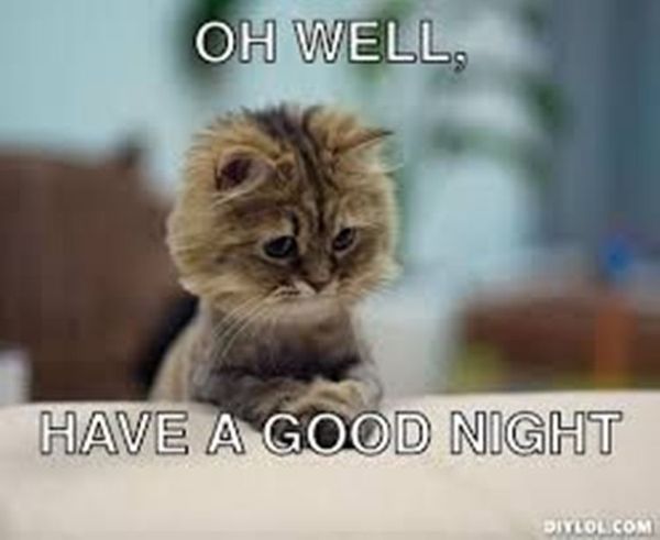 Funniest good night cat meme photo