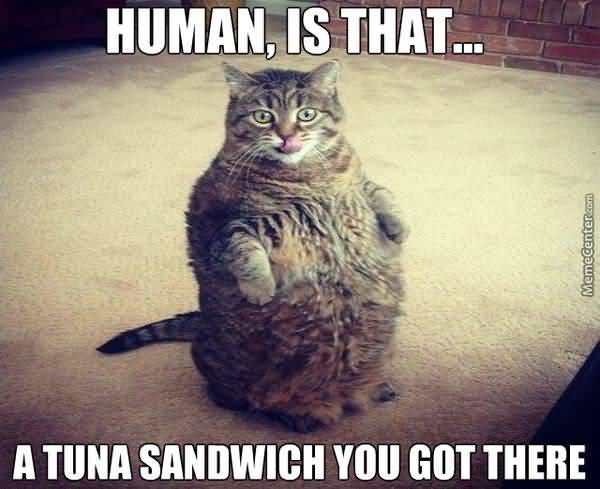 Funny cute fat cat meme image