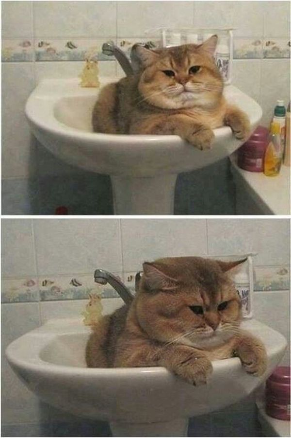 Funny cute fat cat meme photo