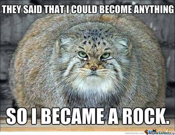 Funny fat kitten meme image