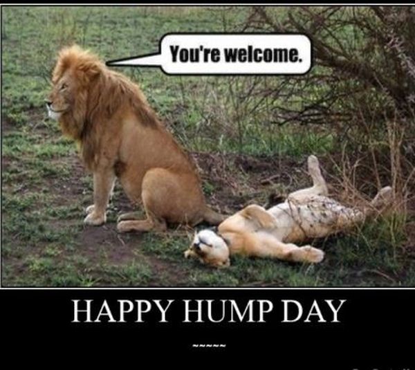 Funny happy hump day meme pictures