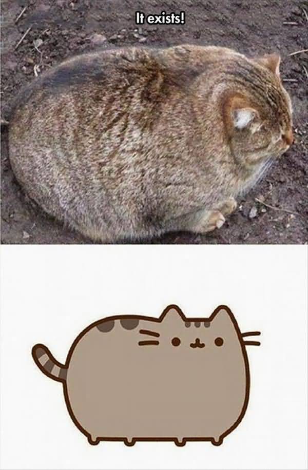Humrous funny fat cat memes picture