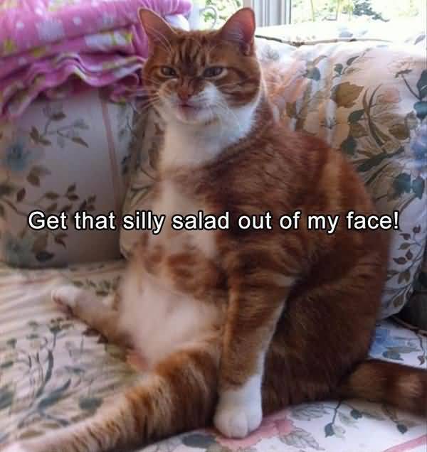 Humrous funny fat cat pictures captions jokes
