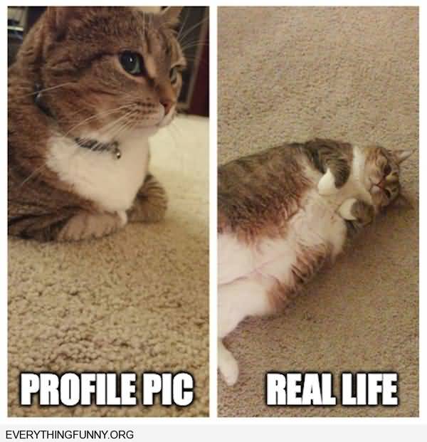 Humrous funny fat kitty pictures meme