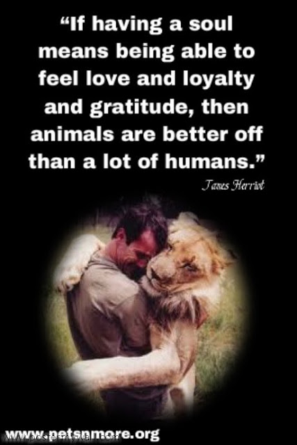 Love Animal Quotes 11