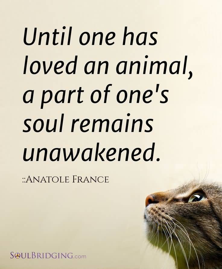 Love Animal Quotes 15